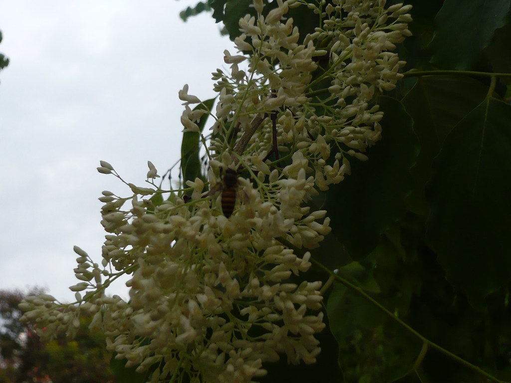 COMMON SINGAPORE ROADSIDE FLOWER Common flower found along… Flickr