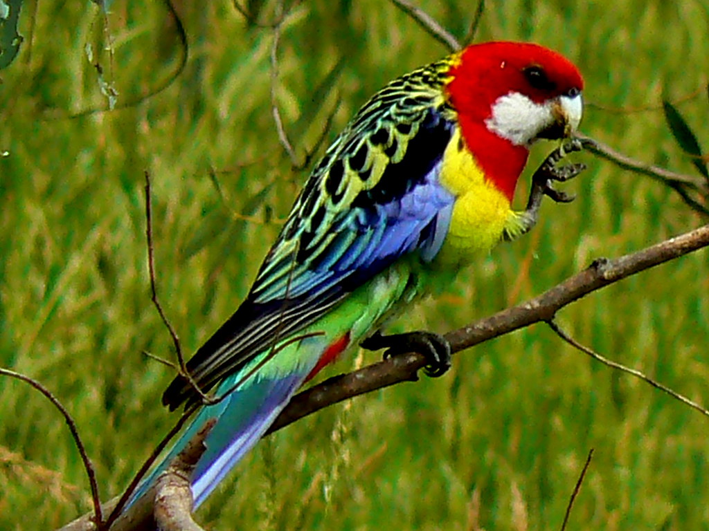 Eastern Rosella My favourite Aussie bird due to the amaz… Flickr
