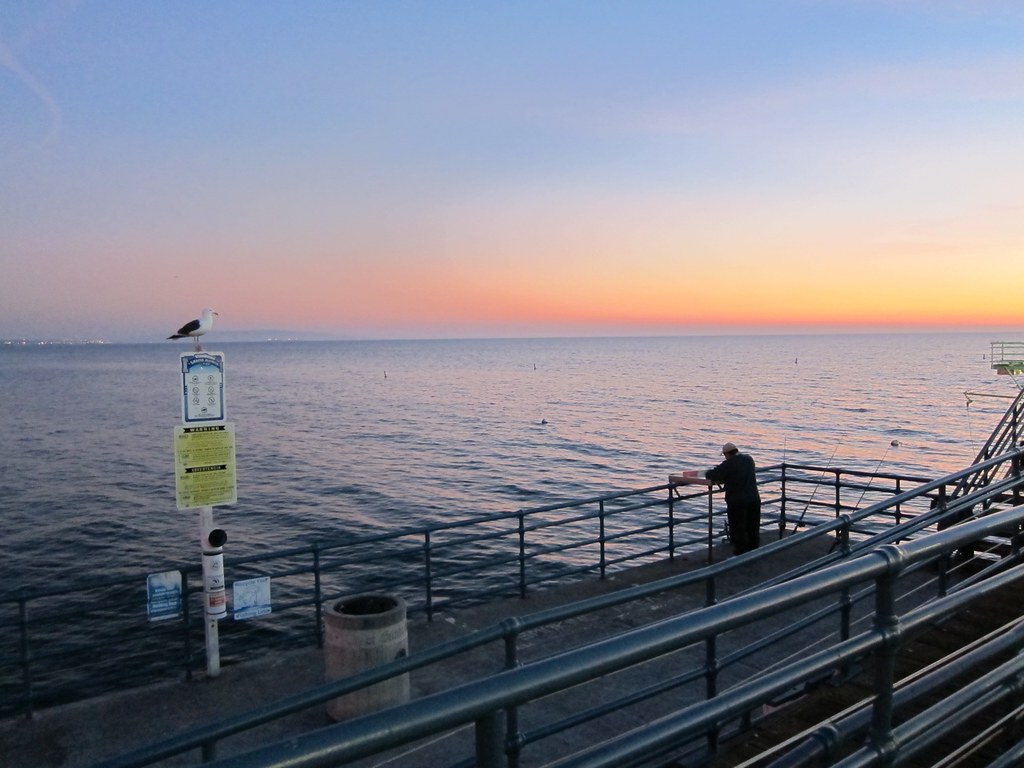 Seagull on Santa Monica Pier, Los Angeles Pauline Shakespeare Flickr