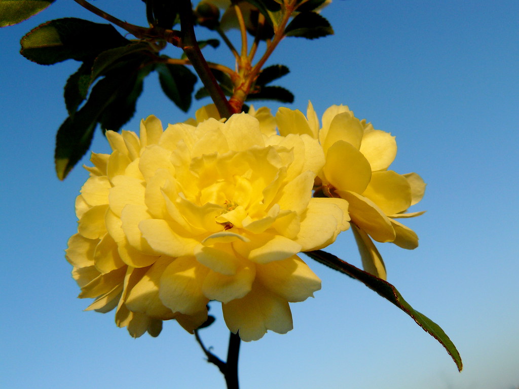 Day 89 climbing rose in late afternoon sun March 29 2008 8… Judy Hocking Flickr