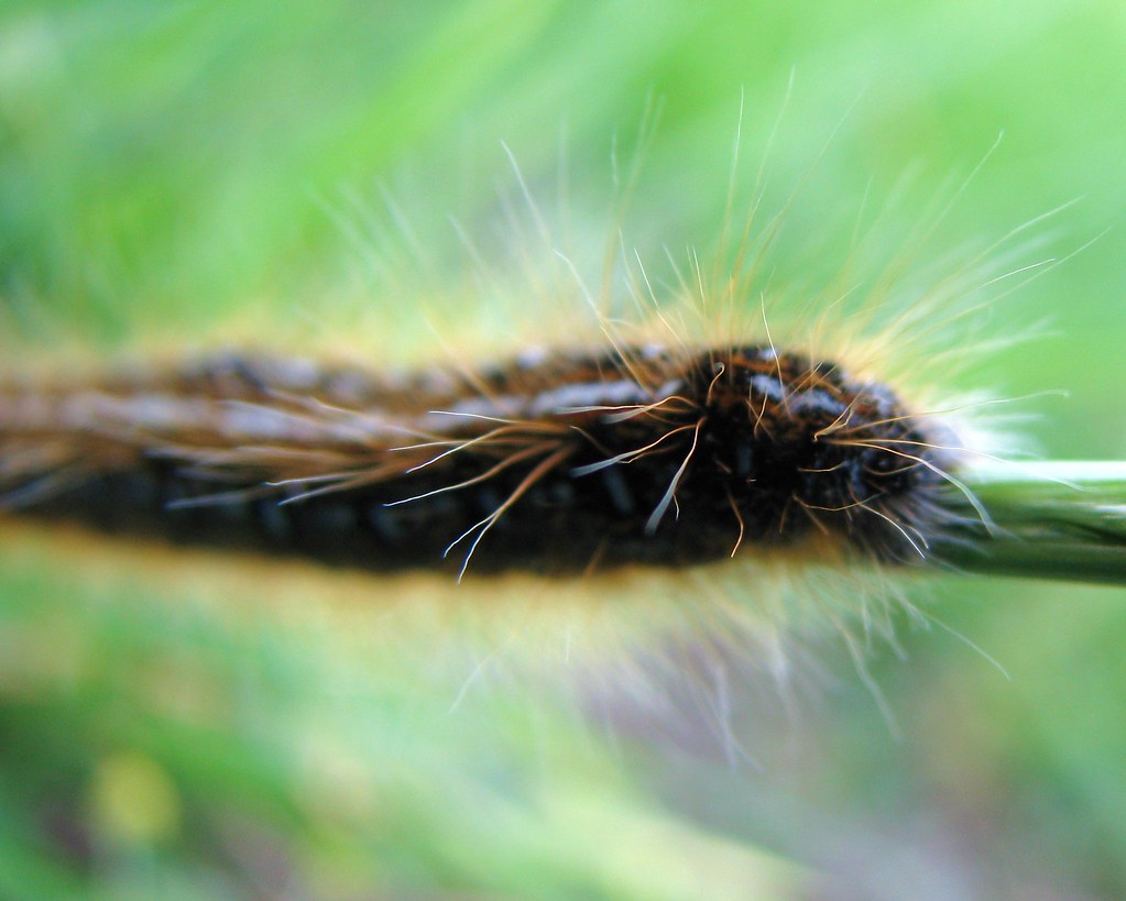 Fuzzy Caterpillar Care_SMC Flickr