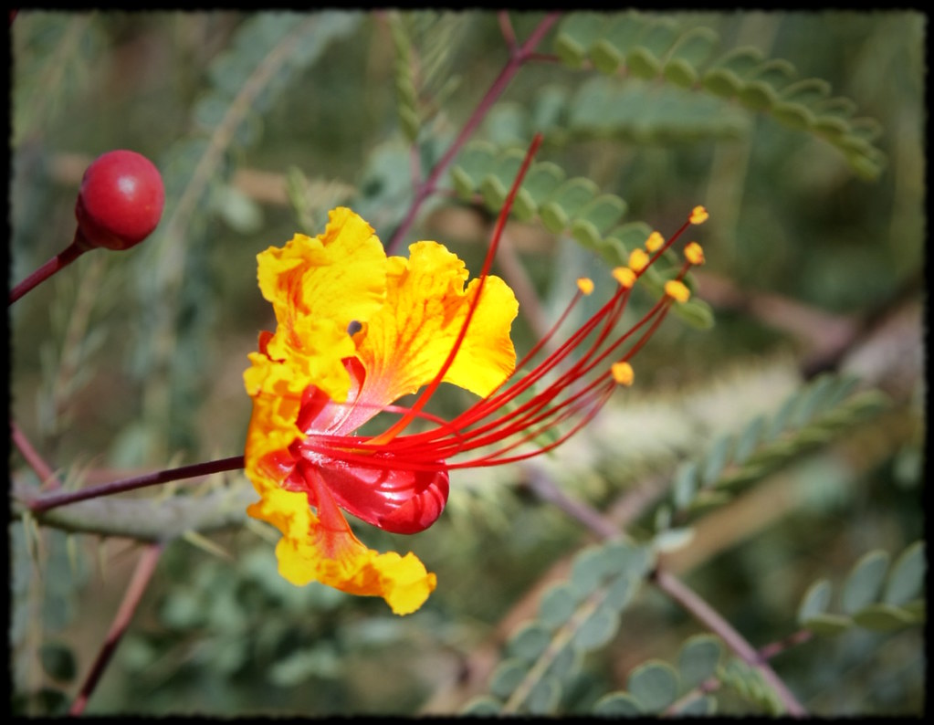 Pride of Barbados Pride of Barbados, Caesalpinia pulcherri… Flickr