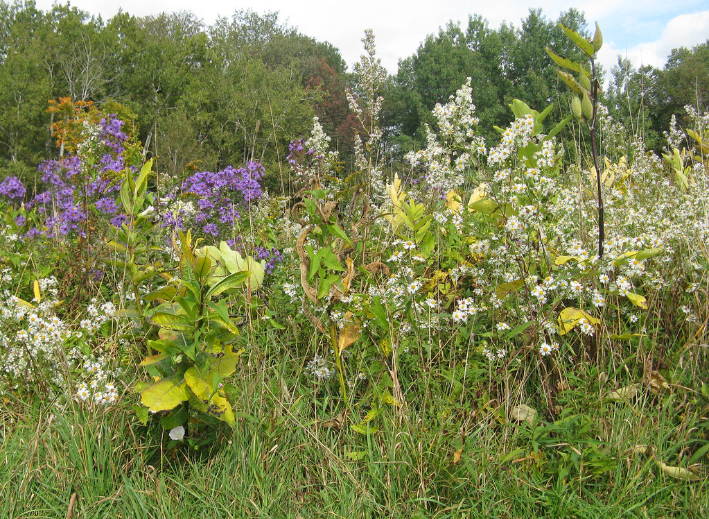 Autumn Meadow Beaver Meadow Wildlife Refuge, North Java, … Flickr