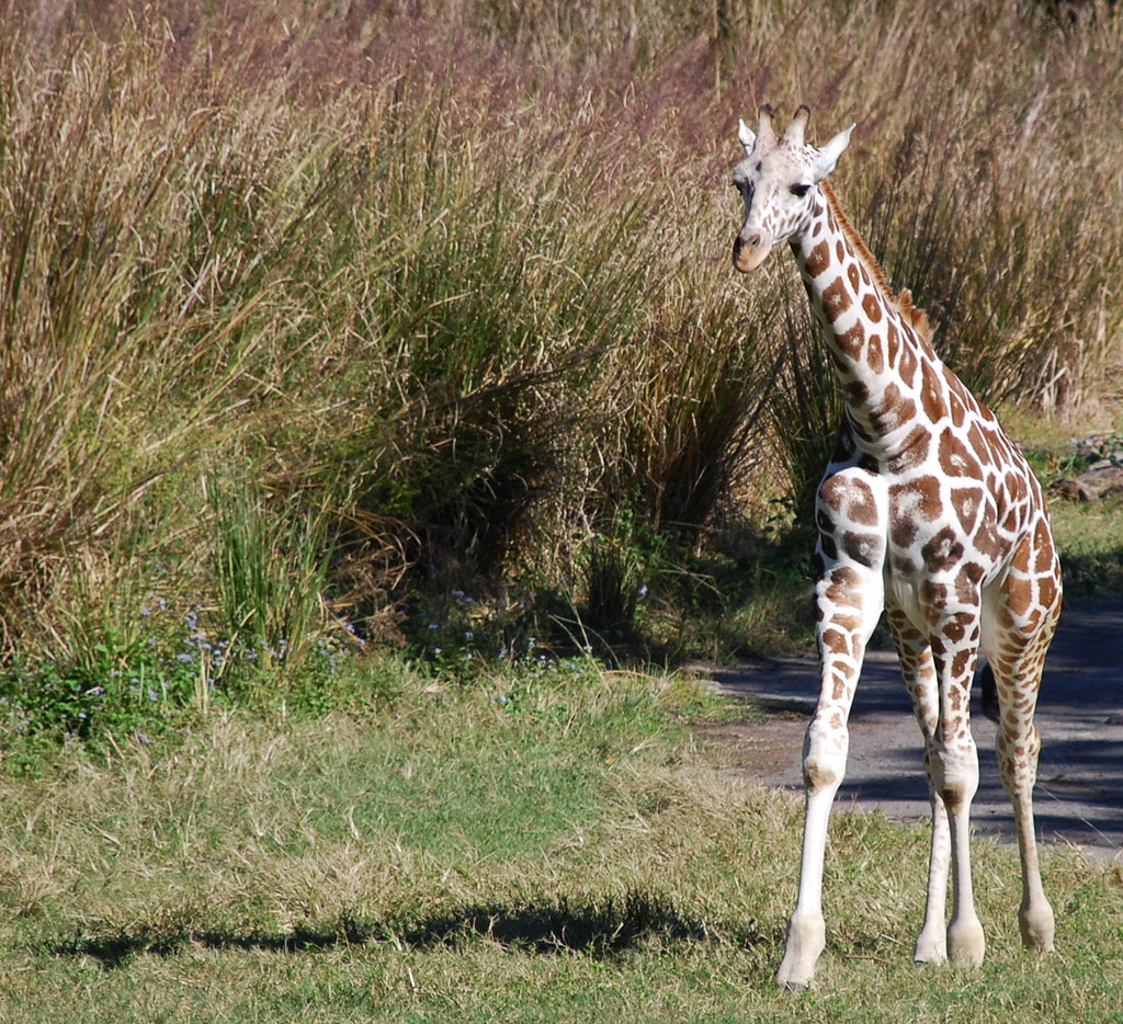 Baby giraffe Kilimanjaro Safaris, Africa, Disney's Animal … Flickr