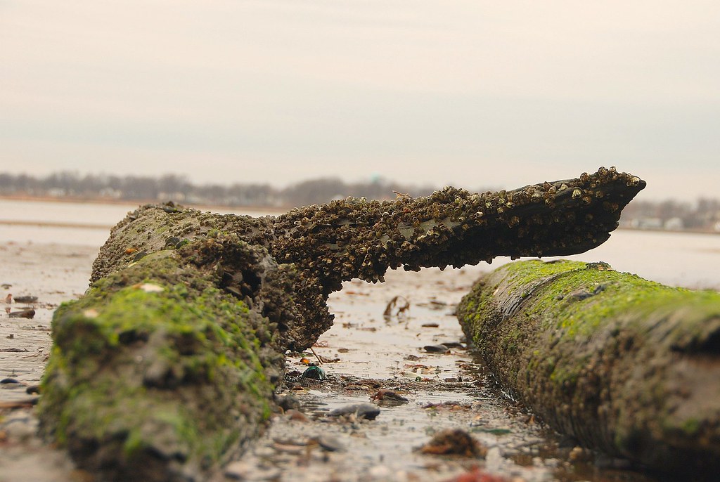 Keyport NJ Extreme low tide revealed some rarely seen arti… Flickr