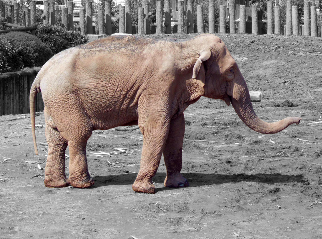 Elephant Elephant enclosure at Chester Zoo, UK. Some minor… Flickr