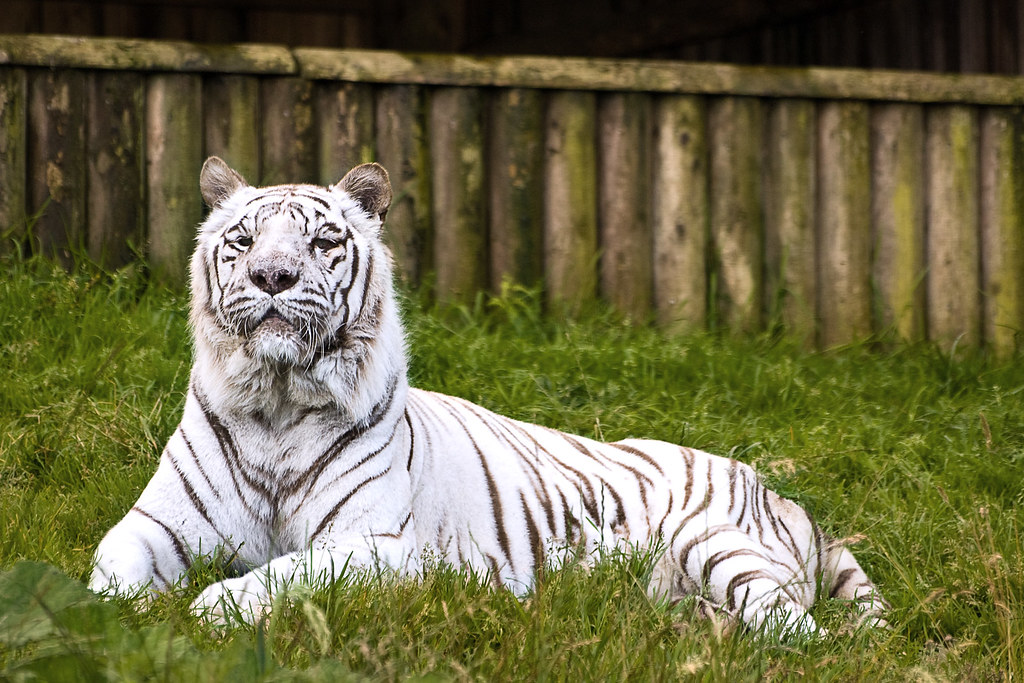 Proud Taken at Belfast Zoo. (map) Etrusia UK Flickr