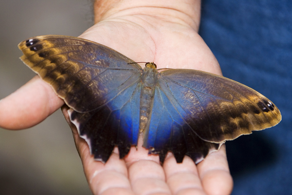 Houston museum butterflies Flickr