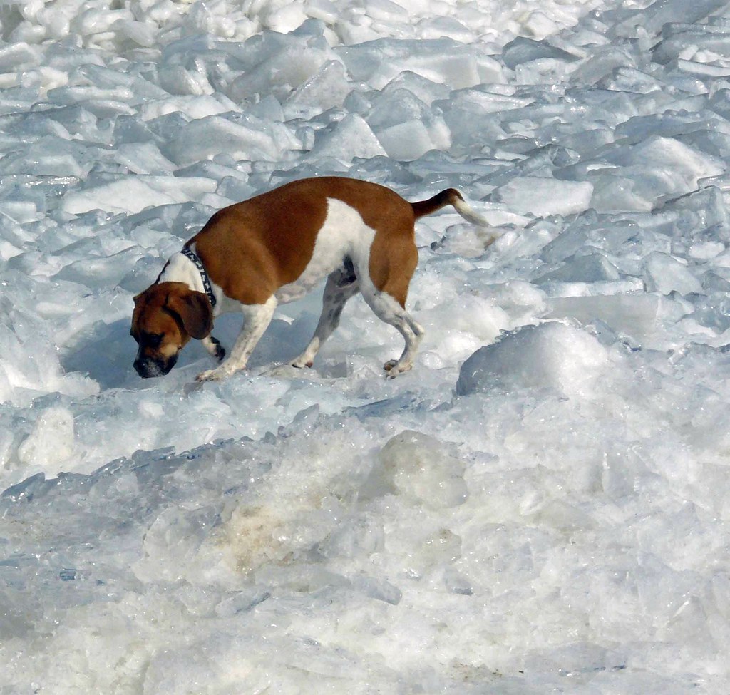 Beagle on the rocks Dog Beach Evanston, Illinois In Memoriam