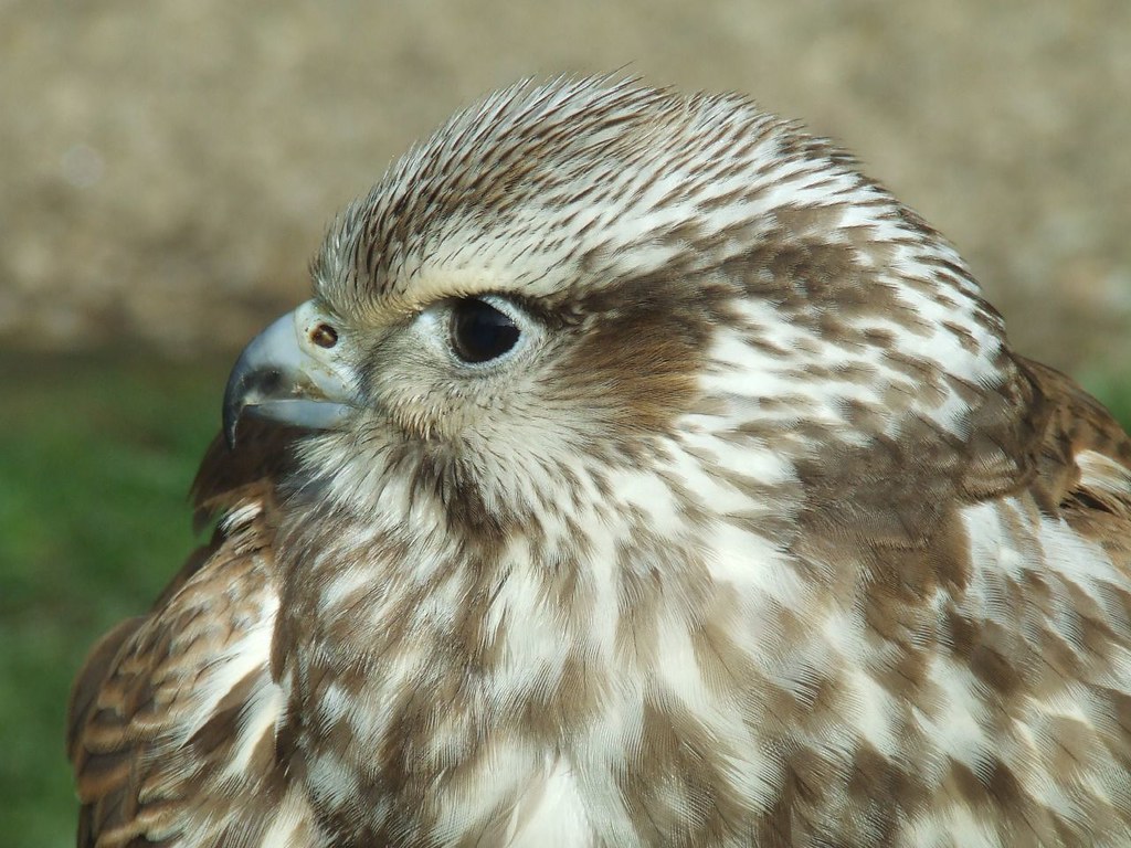 Bird of Prey Rob Fletcher Flickr