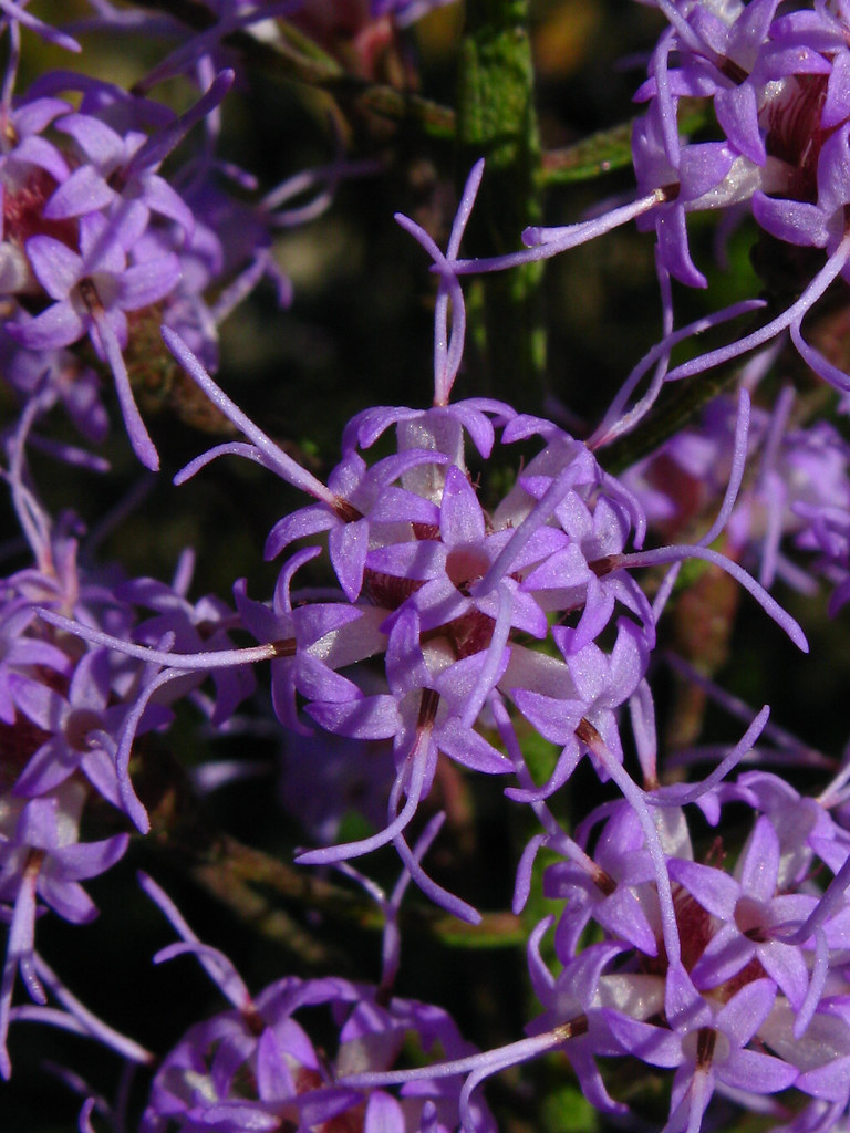 Liatris species, Moody Forest Natural Area, Appling County… Flickr
