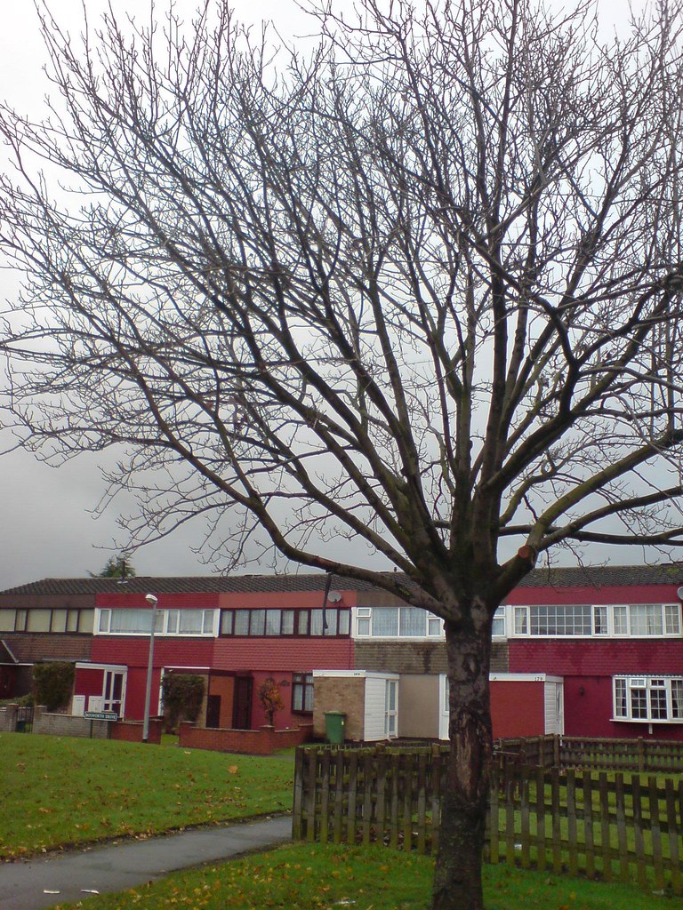 Flickriver Photoset 'tree by bustop in Bosworth Drive Chelmsley Wood' by hugh1936uk