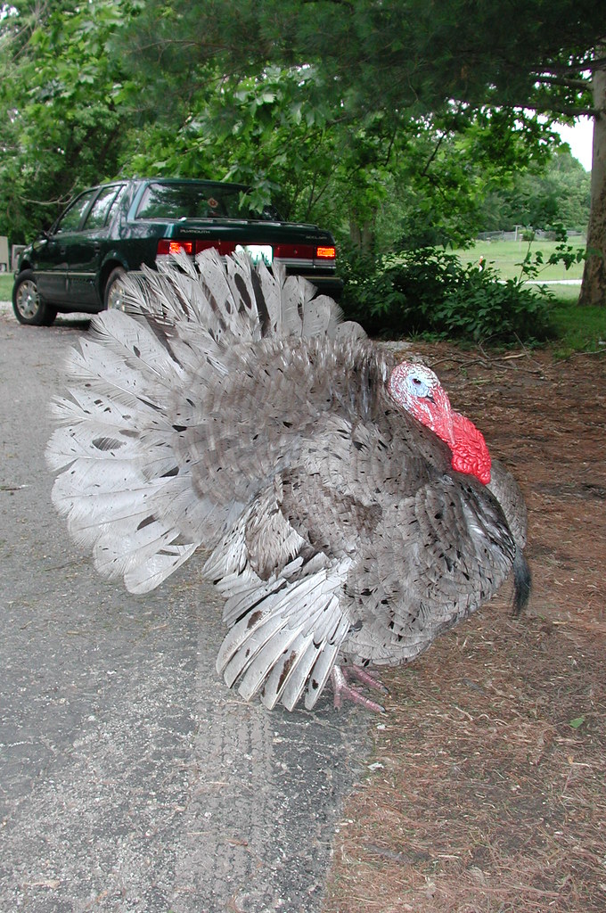 Grey Turkey, Happy Thanksgiving continuted This guy was at… Flickr