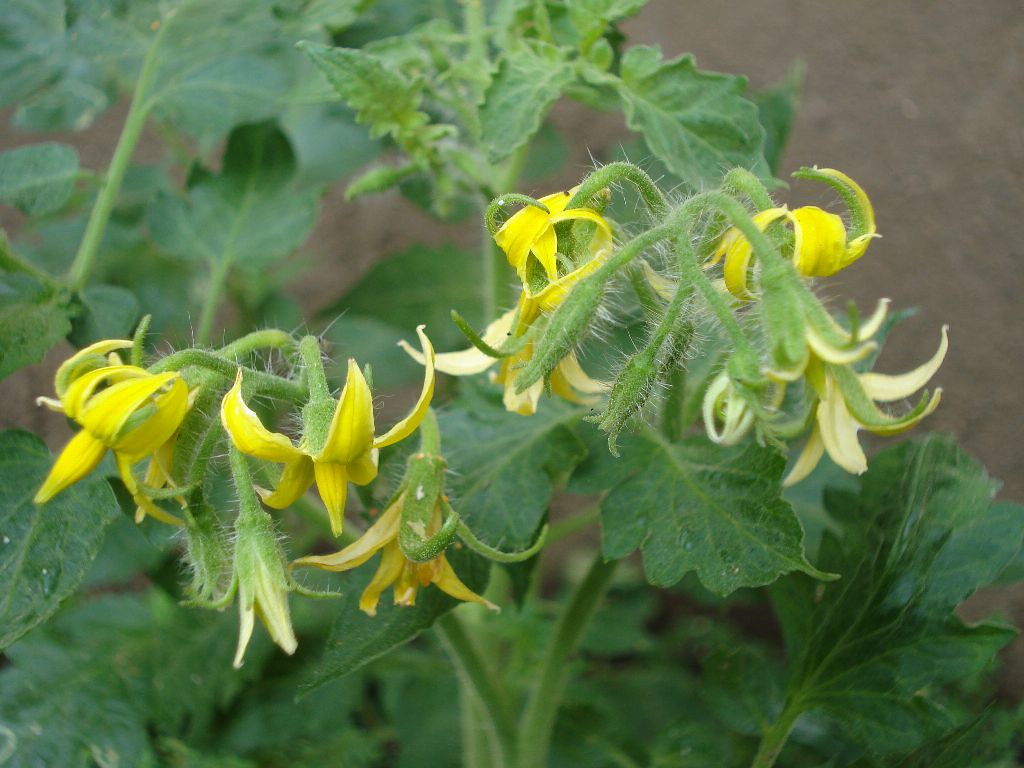 Flower of Tomato Flower of Tomato... Shot from a house's g??? Flickr