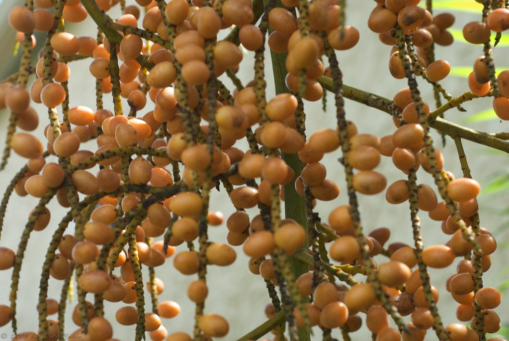 Palm Berries These berries are hanging from all of our pal… Flickr
