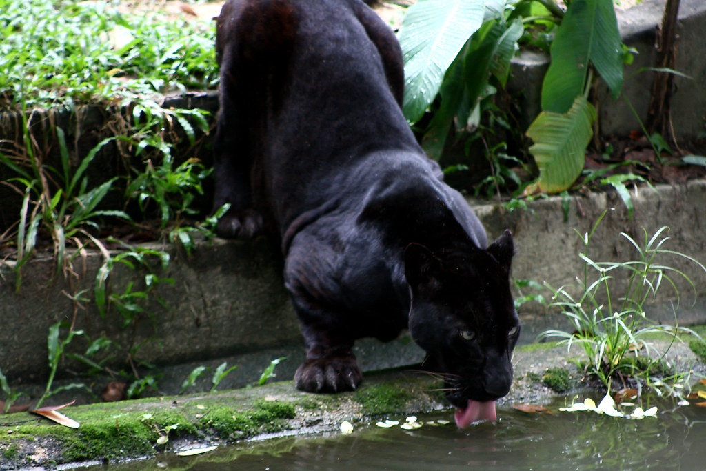 Panther Zoo Negara Selangor Darul Ehsan Malaysia Mohd Fazlin Mohd Effendy Ooi Flickr