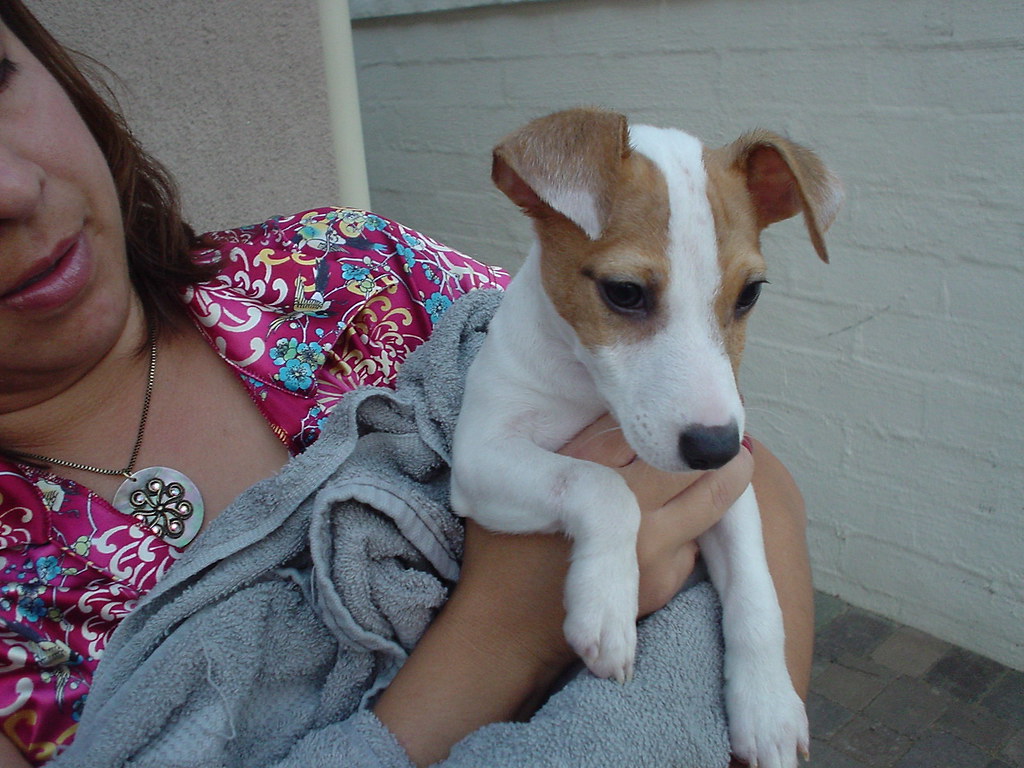 DSC00067 my puppy! Alligators and dingo babies! Flickr