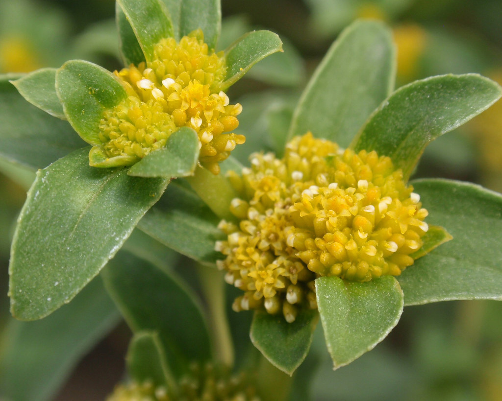 Clusters of tiny yellow flowers Sanvitalia procumbens … Flickr