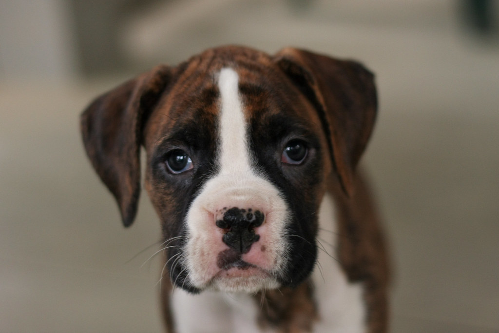 Boxer puppy 7 weeks old. Zoë Beth Photography Flickr