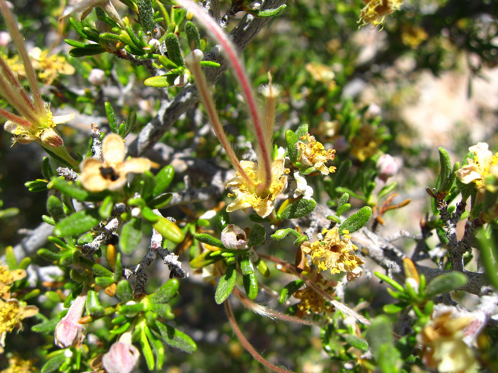 Flickriver Photoset 'Arizona Cliffrose, 2008.05.07' by Patrick Dockens