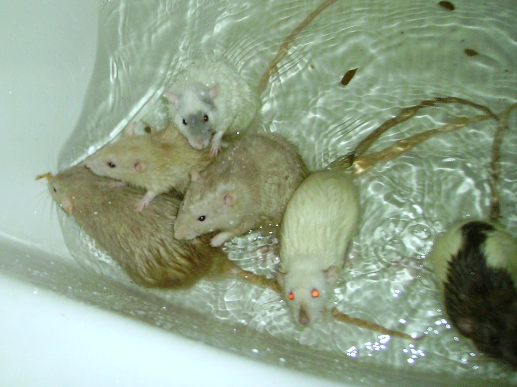 Bathtub Intro Digital camera Intro'ing rats into group