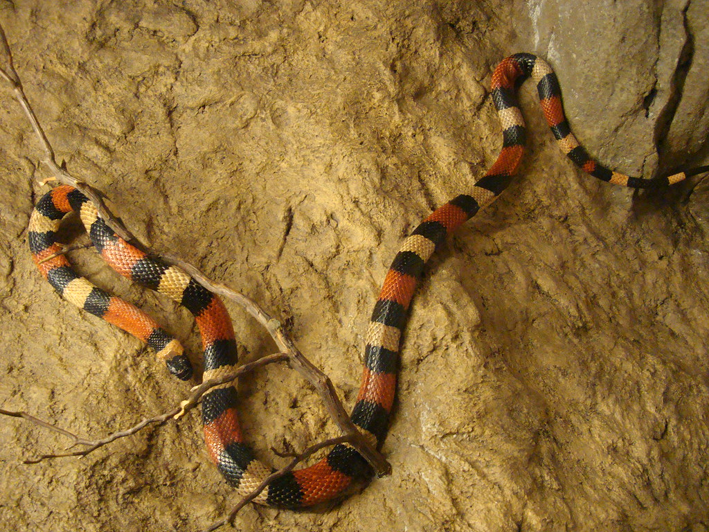 Campbell's Milk Snake Taken at the American Museum of Natu… Flickr