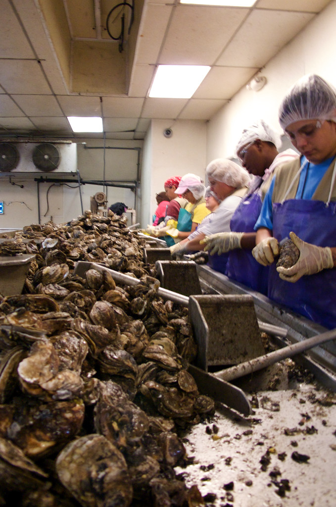 L1120596_2 Oyster Shuckers, Houma, Louisiana Frank McMains Flickr