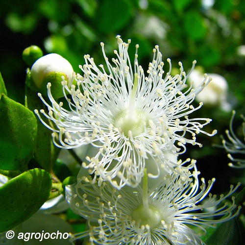 Luma apiculata (Myrtaceae) Arrayán José Luis Inostroza Muñoz Flickr