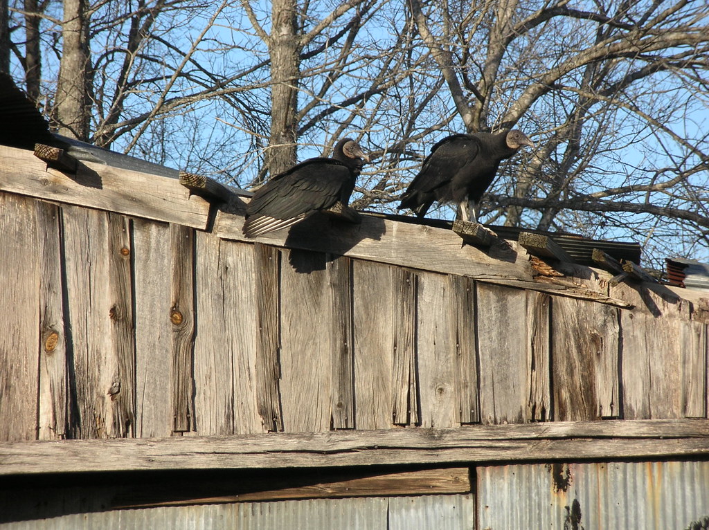 Buzzards Roosting Black vultures on the roof of an old bar… Flickr