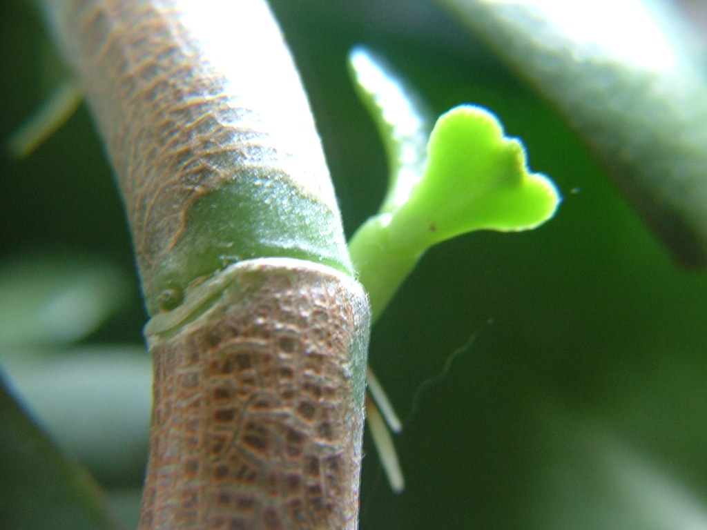 Jade Plant New growth and roots. Renae Flickr