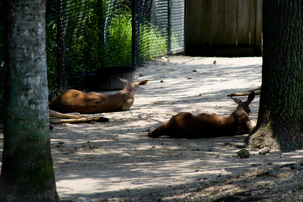 Dog Days of Summer Central Florida Zoo James Flickr