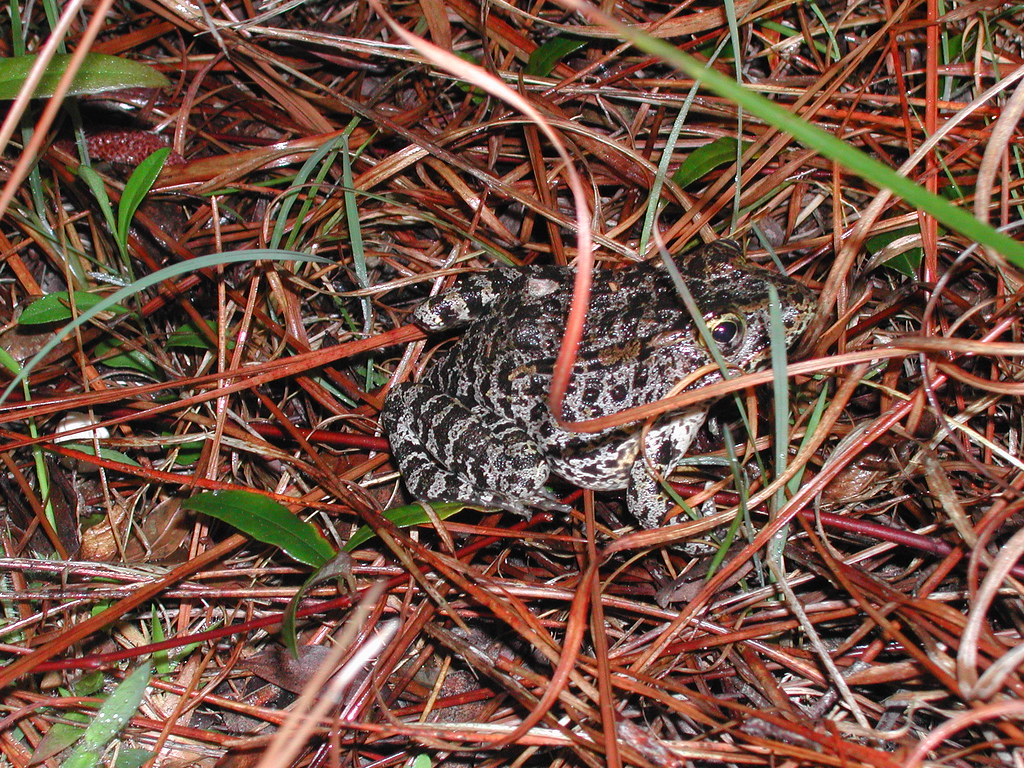 Mississippi Dusky Gopher Frog DeSoto National Forest, MS. Flickr