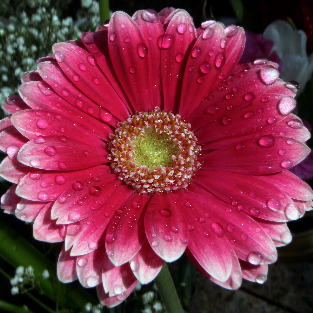 flowers are the sweetest... things God ever made, and f… Flickr