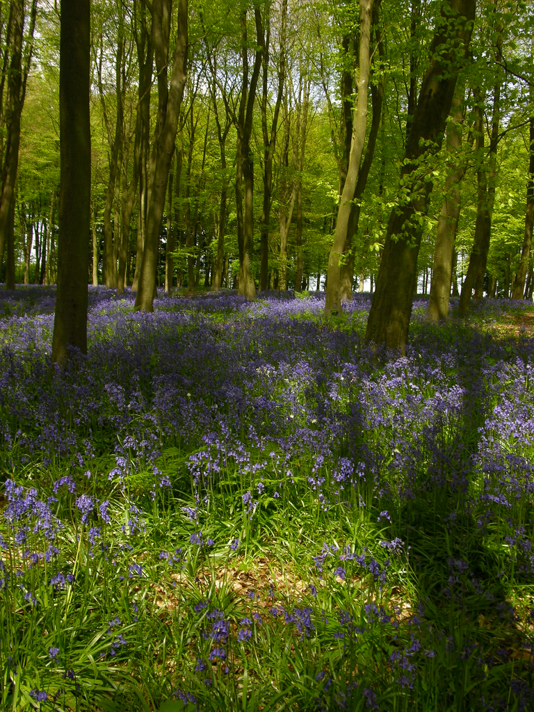 Beeches and Bluebells Badbury Clump, near Faringdon, Oxfor… Flickr