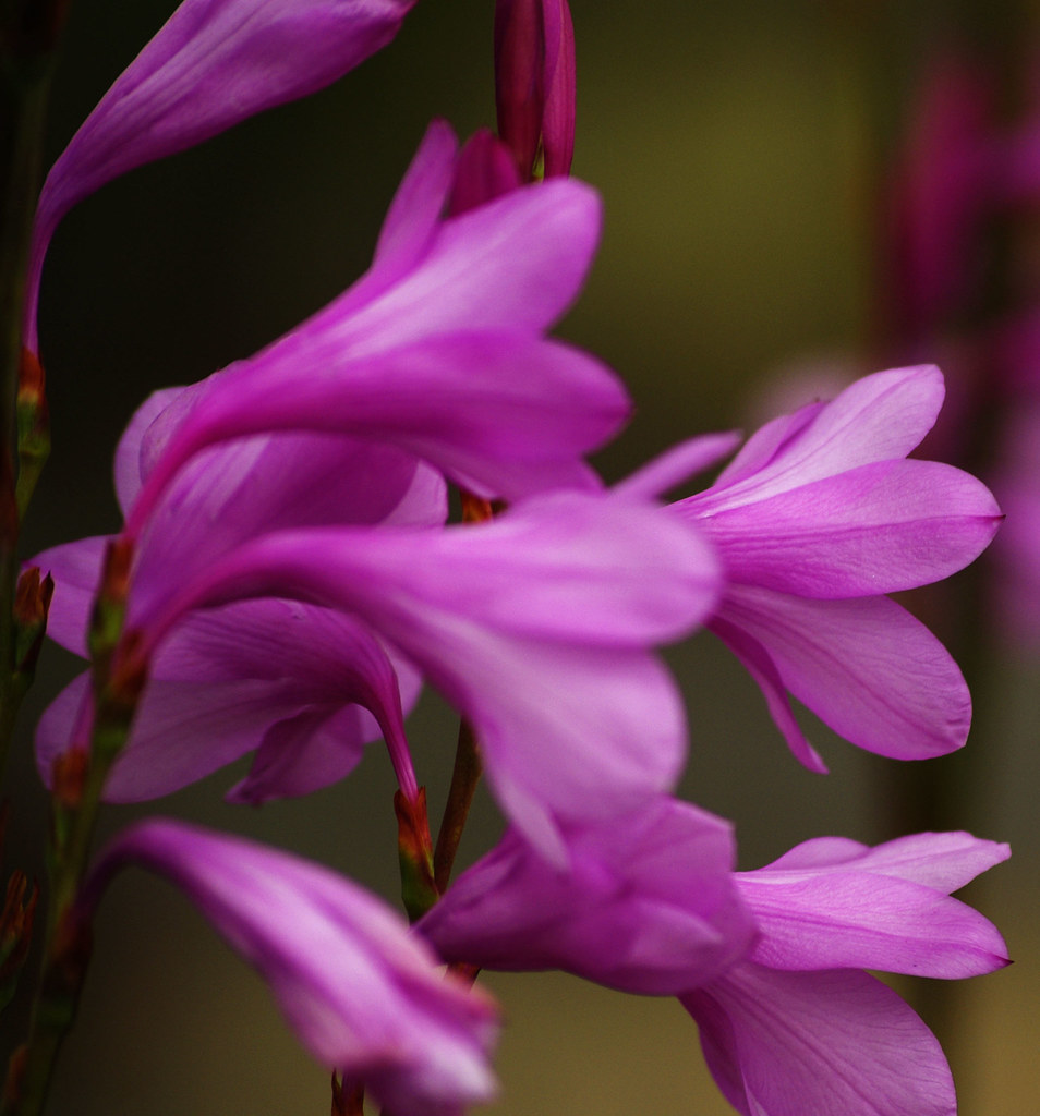 lots o pink I like pink I like flowers I like pink flowers