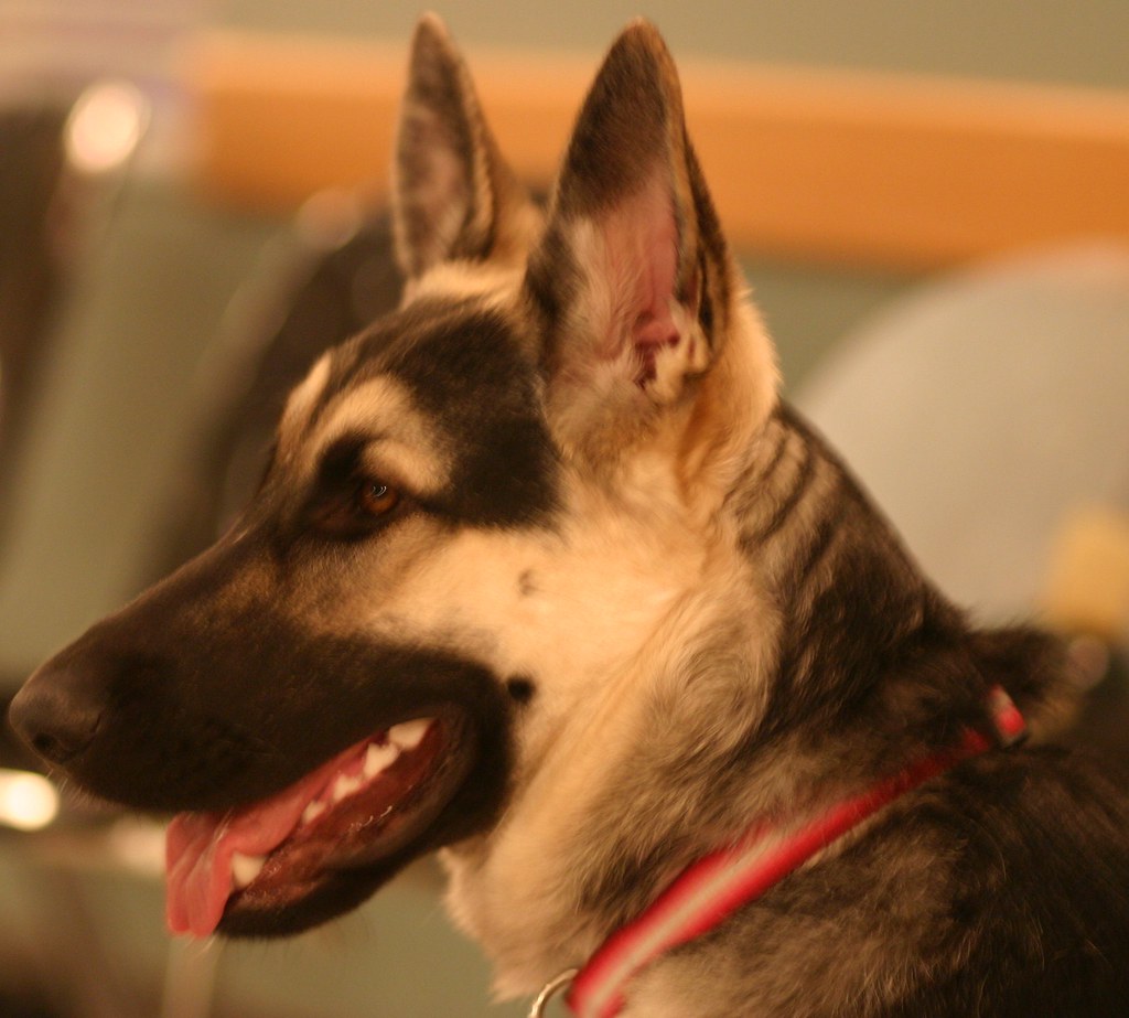 Happy Tails Dog Training, Calgary Meia, www.happytailsdogt… Flickr