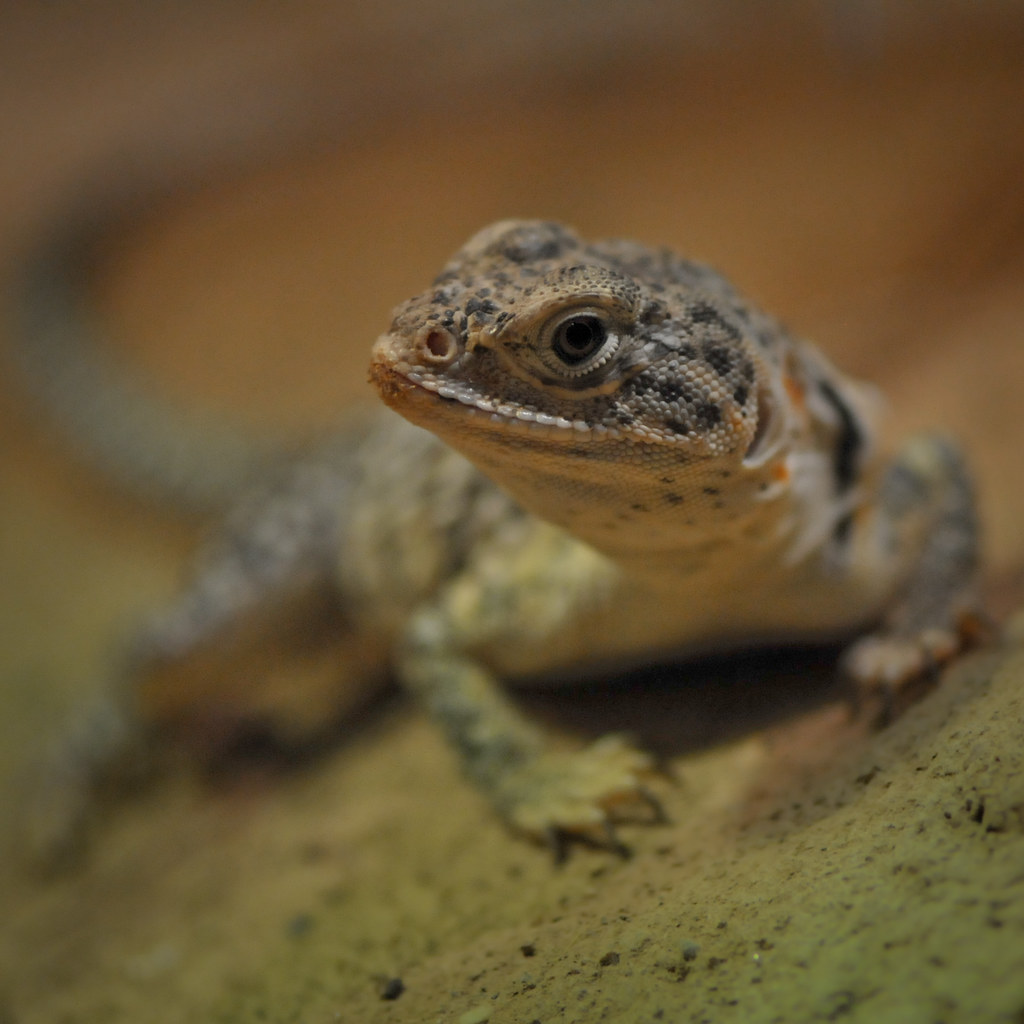 Collared Lizard (D3A_2635) Crotaphytus collaris Steve Harris Flickr