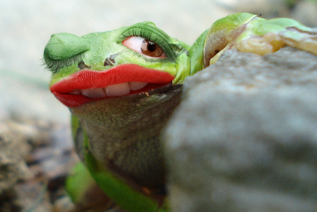 Shy Lipstickfrog Done for a Freaking News contes… Flickr
