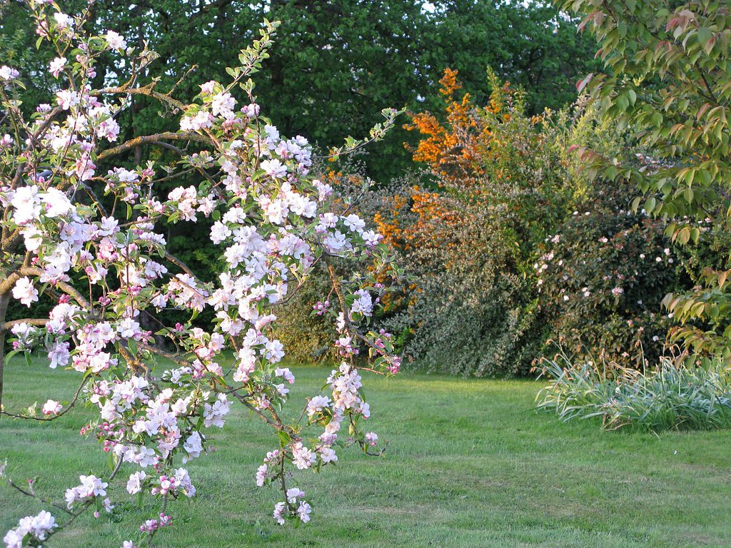 Apple blossom Blossom on the Cox apple tree in the front g… Flickr