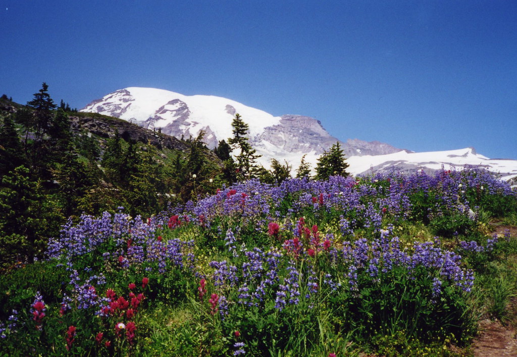 Wildflowers in bloom 2000 Mt. Rainier National Park at the… Flickr