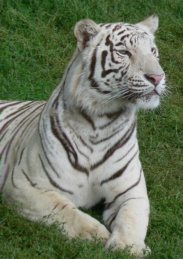 White tiger the only way to produce a white tiger is throu… Flickr