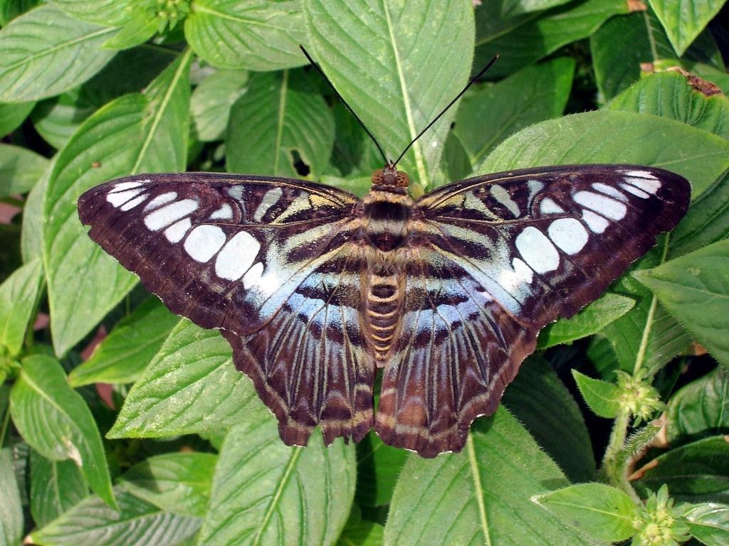Blue Clipper Butterfly Butterfly House of Whitehouse, Ohio… Flickr