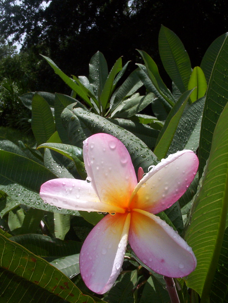 Plumeria Seen at the University of South Florida's Botanic… Flickr