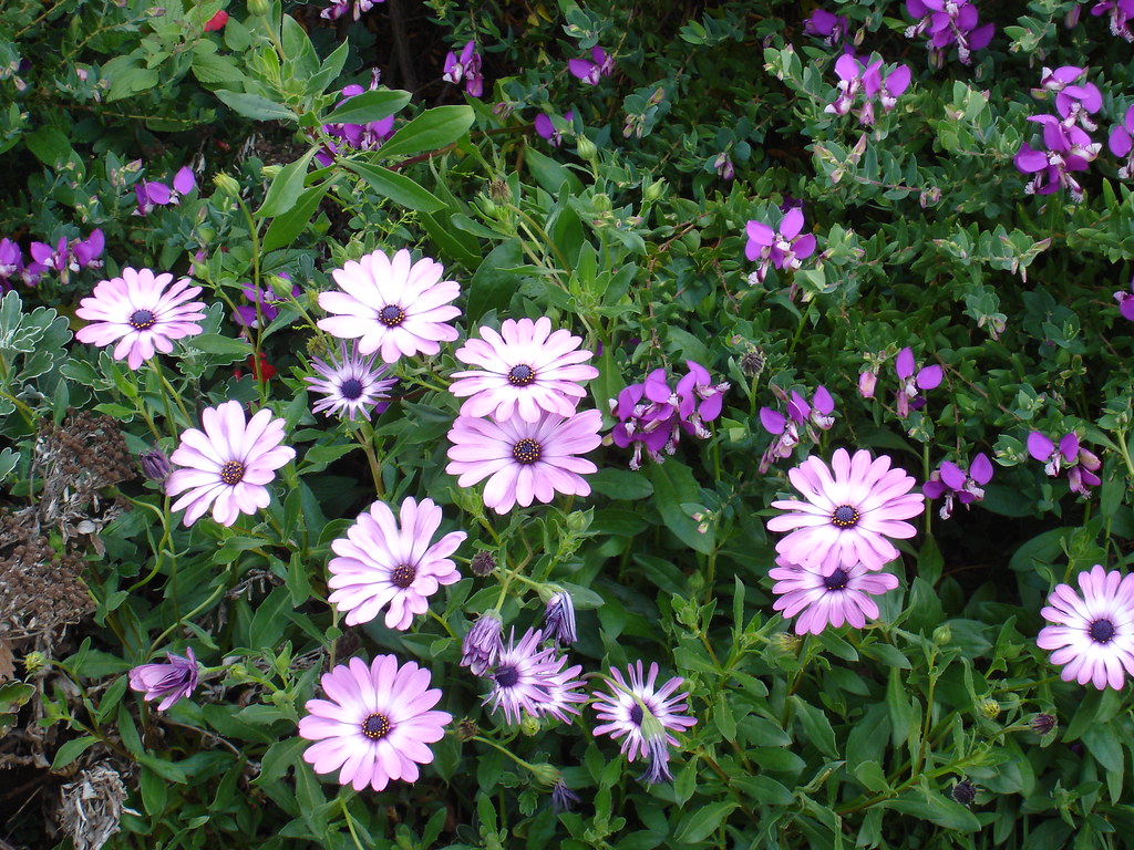 Wine Tour Flowers 2 Flowers in a Winery. Cranes Winery. … Flickr