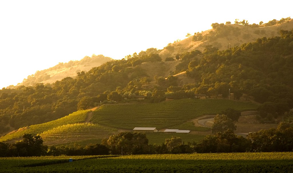 The Golden Hills of a Napa Sunset Thomas Hawk Flickr