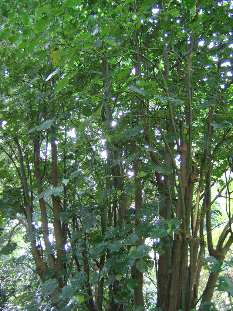 IMG_0782 ava plant David Mizenko Flickr