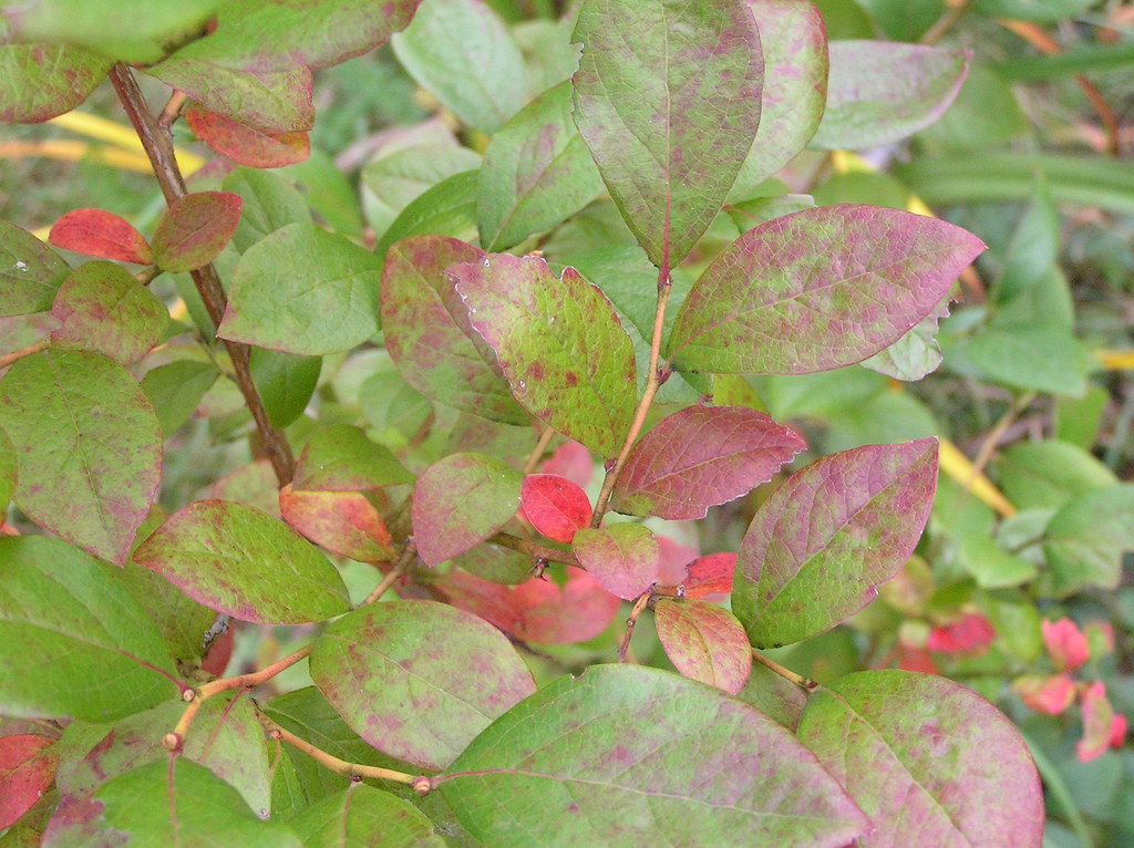 Blueberry gets red leaves Hope the bushes are even bigger … Flickr