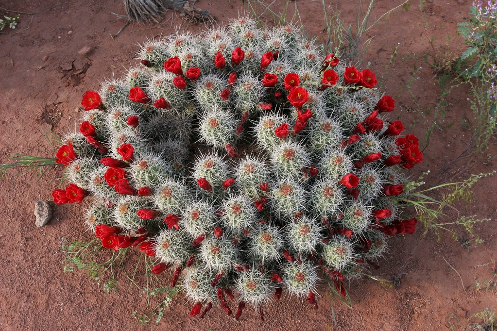 Bouquet of Cactus Flowers Taken after a mountain bike trip… Flickr