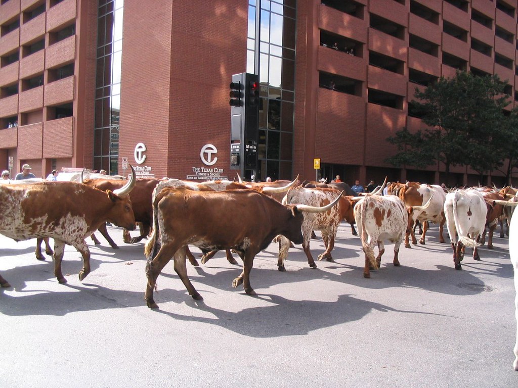 downtown dallas stampede 024 Leia Scofield Flickr