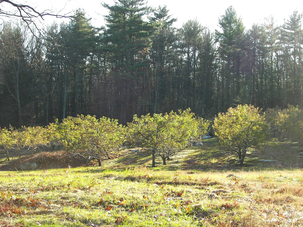 Orchard Trees Apple trees at Sarah Doublet Forest in Littl… Flickr